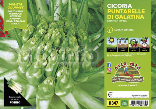 Cicorie e Radicchio Puntarelle di Galatina - 9 piante - Orto Mio Orto Mio (2492804)