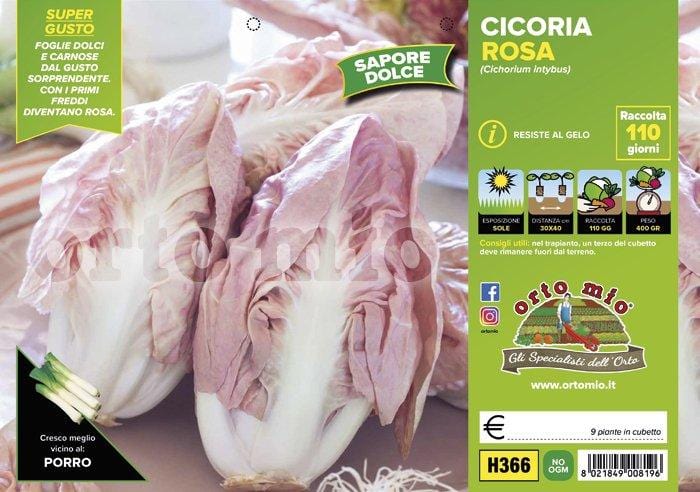Cicorie e Radicchio Rosa di Verona - 9 piante - Orto Mio Orto Mio (2492805)