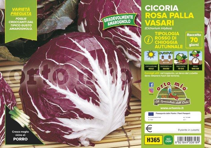 Cicorie e Radicchio rossa di Chioggia autunnale Vasari F1- 9 piante - Orto Mio Orto Mio (2492806)