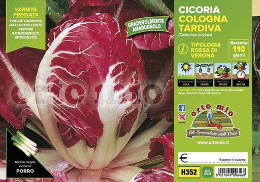 Cicorie e Radicchio rossa di Verona tardiva Cologna - 9 piante - Orto Mio Orto Mio