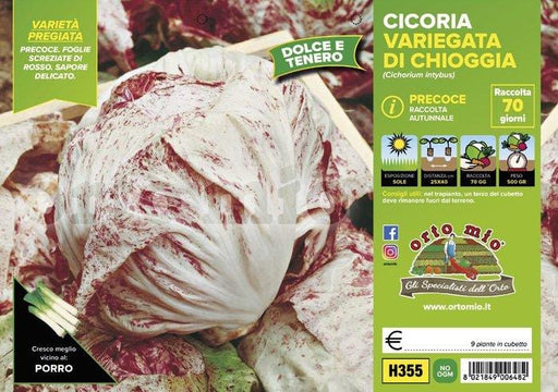 Cicorie e Radicchio variegata di Chioggia precoce - 9 piante - Orto Mio Orto Mio