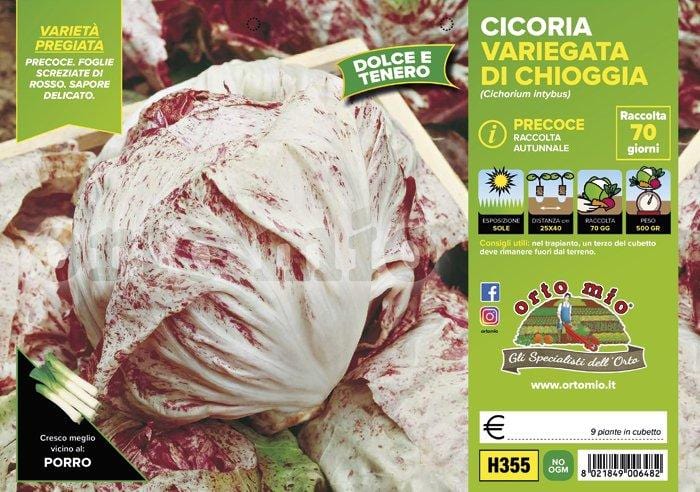 Cicorie e Radicchio variegata di Chioggia precoce - 9 piante - Orto Mio Orto Mio