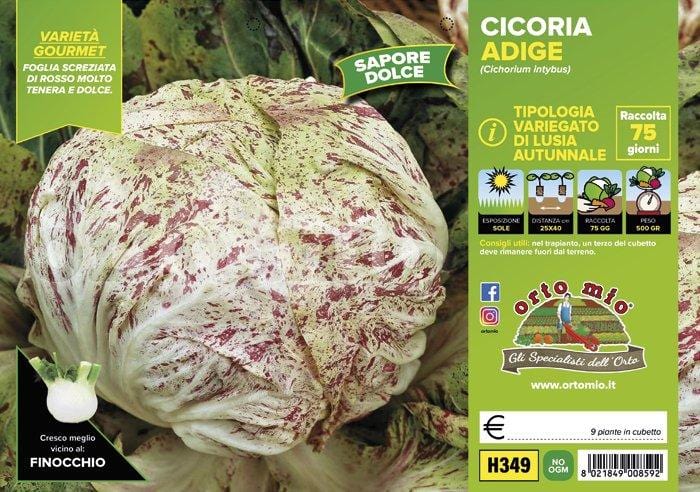 Cicorie e Radicchio variegata di Lusia Autunnale Adige - 9 piante - Orto Mio Orto Mio (2492820)