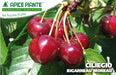 Ciliegio Bigarreau Moreau - v. 20 cm - Apice Piante Apice piante (2492825)