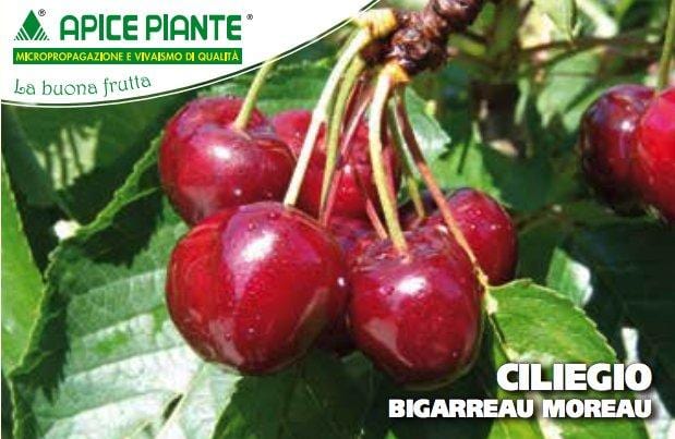 Ciliegio Bigarreau Moreau - v. 20 cm - Apice Piante Apice piante
