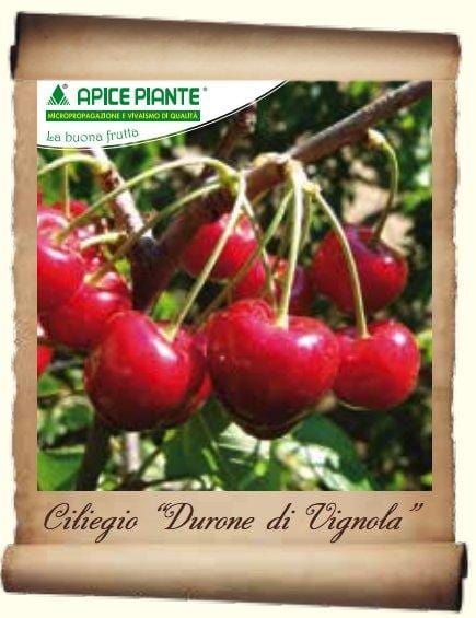 Ciliegio Durone di Vignola (Varietà antica) - v. 20 cm - Apice Piante Apice piante (2492827)