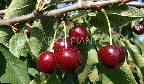 Ciliegio Durone Nero I - v. 20 cm - Apice Piante Apice piante (2492828)