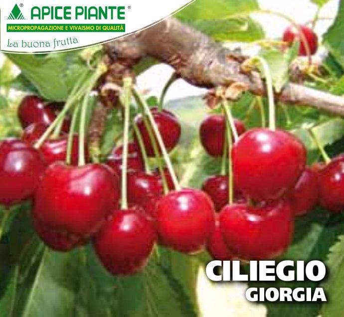 Ciliegio Giorgia - Vaso 20 cm Apice piante (2492833)