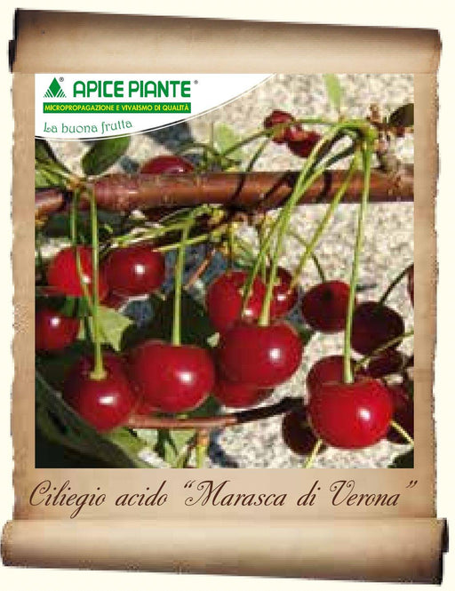 Ciliegio Marasca di Verona (Varietà Antica) - v . 20 cm - Apice Piante Apice piante (2492834)