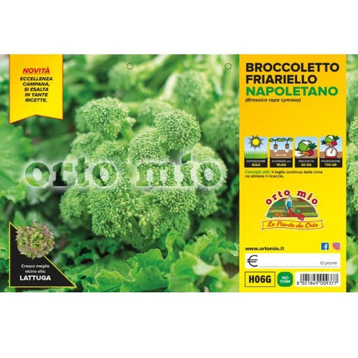 Cime di rape Broccoletto Friariello Napoletano - 6 piante - Orto Mio Orto Mio