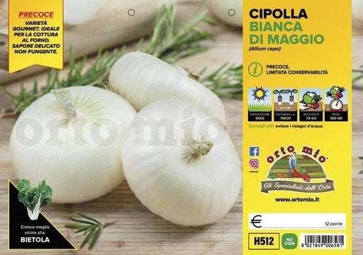 Cipolla bianca piatta di Maggio - 12 piante - Orto Mio Orto Mio (2492919)