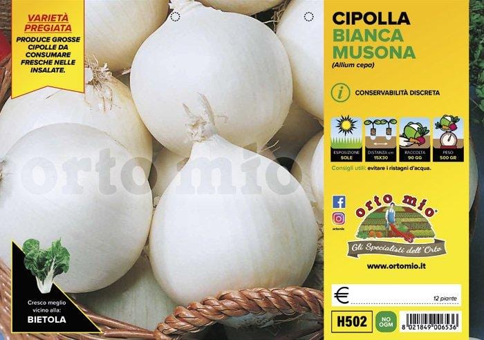 Cipolla bianca tonda Musona - 12 piante - Orto Mio Orto Mio (2492920)