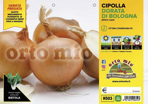 Cipolla dorata di Bologna Boreas F1-Elenka F1 - 12 piante - Orto Mio Orto Mio (2492923)