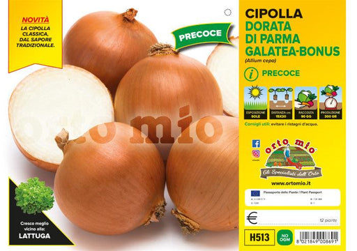 Cipolla dorata precoce di Parma Galatea F1-Bonus F1 - 12 piante - Orto Mio Orto Mio