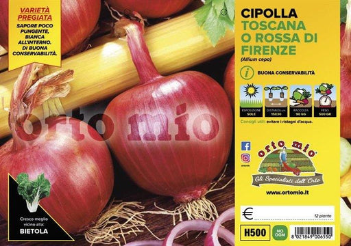 Cipolla toscana o rossa di Firenze - 12 piante - Orto Mio Orto Mio