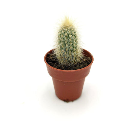 Cleistocactus Strausii 3,5 cm / SSP MillStore (2492954)