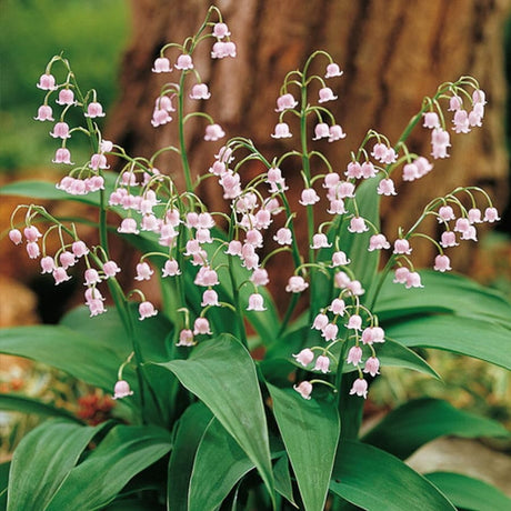 Convallaria Mughetto Rosa  - 3 bulbi da fiore Fioral