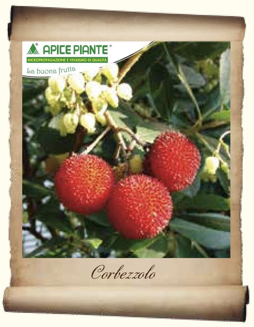 Corbezzolo (Varietà Antica) - V. 24 cm - Apice Piante Apice piante (2493262)