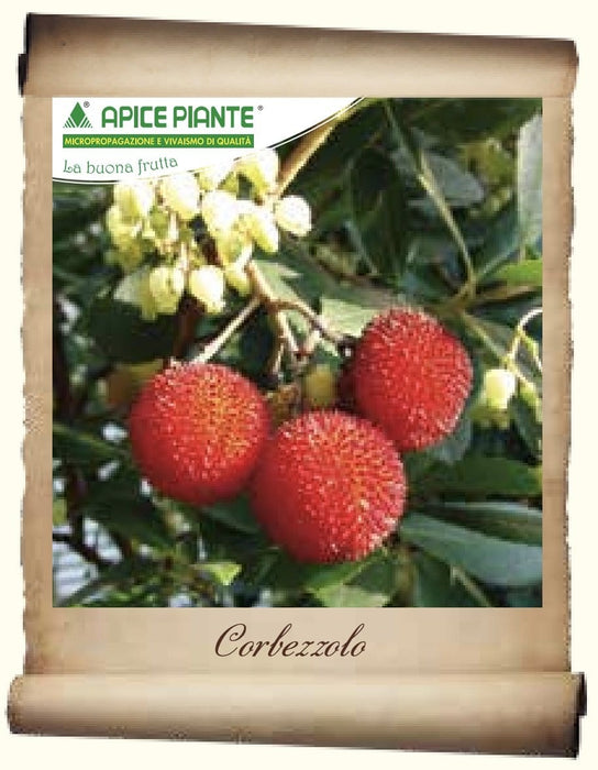 Corbezzolo (Varietà Antica) - V. 24 cm - Apice Piante Apice piante