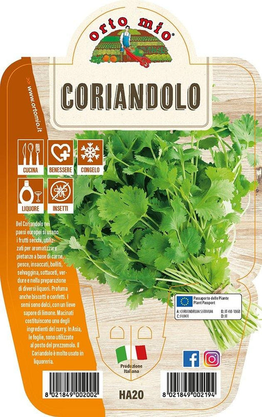 Coriandolo - 1 pianta v.14 cm - Orto Mio Orto Mio (2493273)