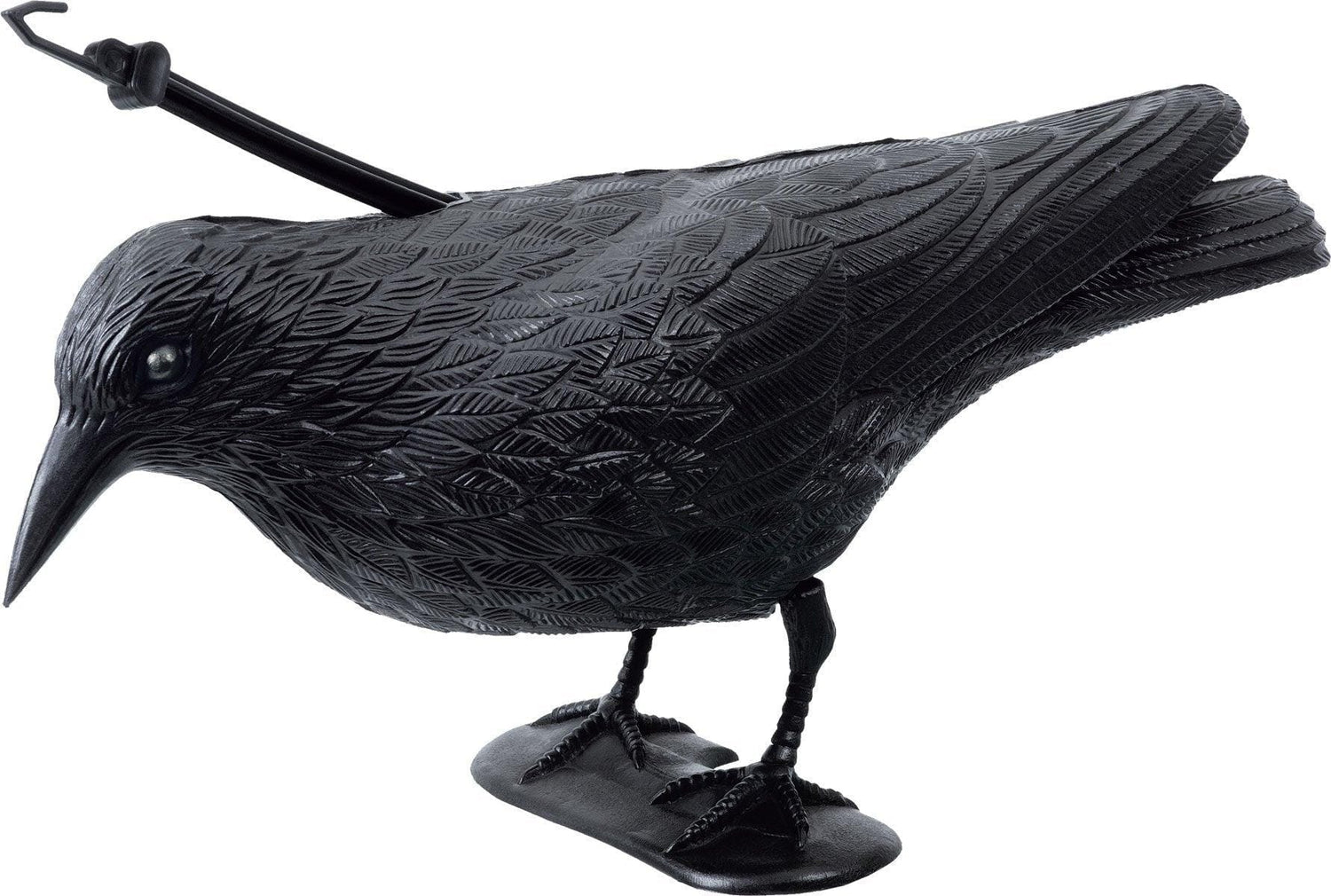 Corvo spaventapasseri - Stocker Stocker (2493286)