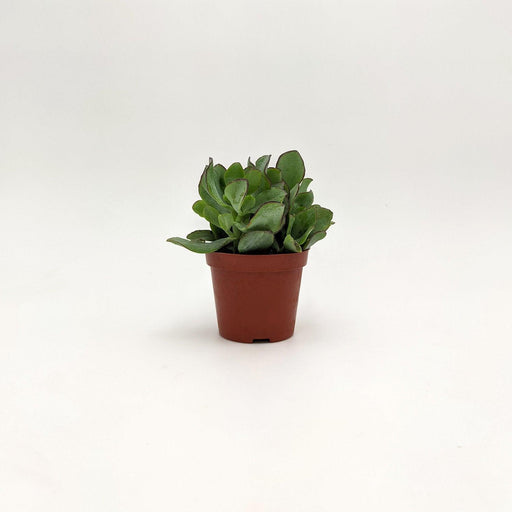 Crassula Arborescens -  10 cm x 17 h cm MillStore (2493366)