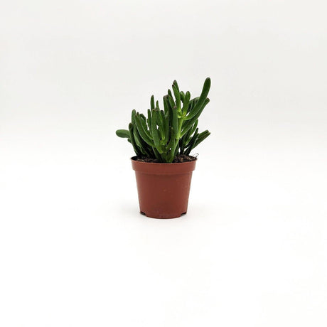 Crassula Ovata Hobbit A2 MillStore (2493368)