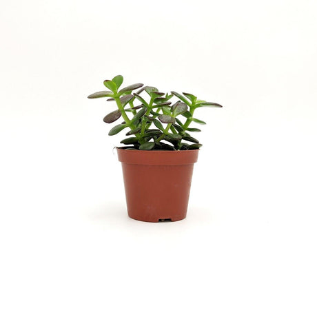 Crassula Ovata ssp (A1) - v.  8 cm x 13,5 h cm MillStore (2493369)