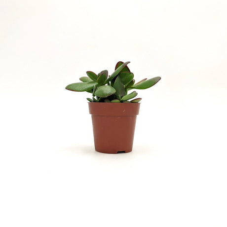 Crassula Ovata ssp (A2) - v.  8 cm x 13,5 h cm MillStore (2493370)