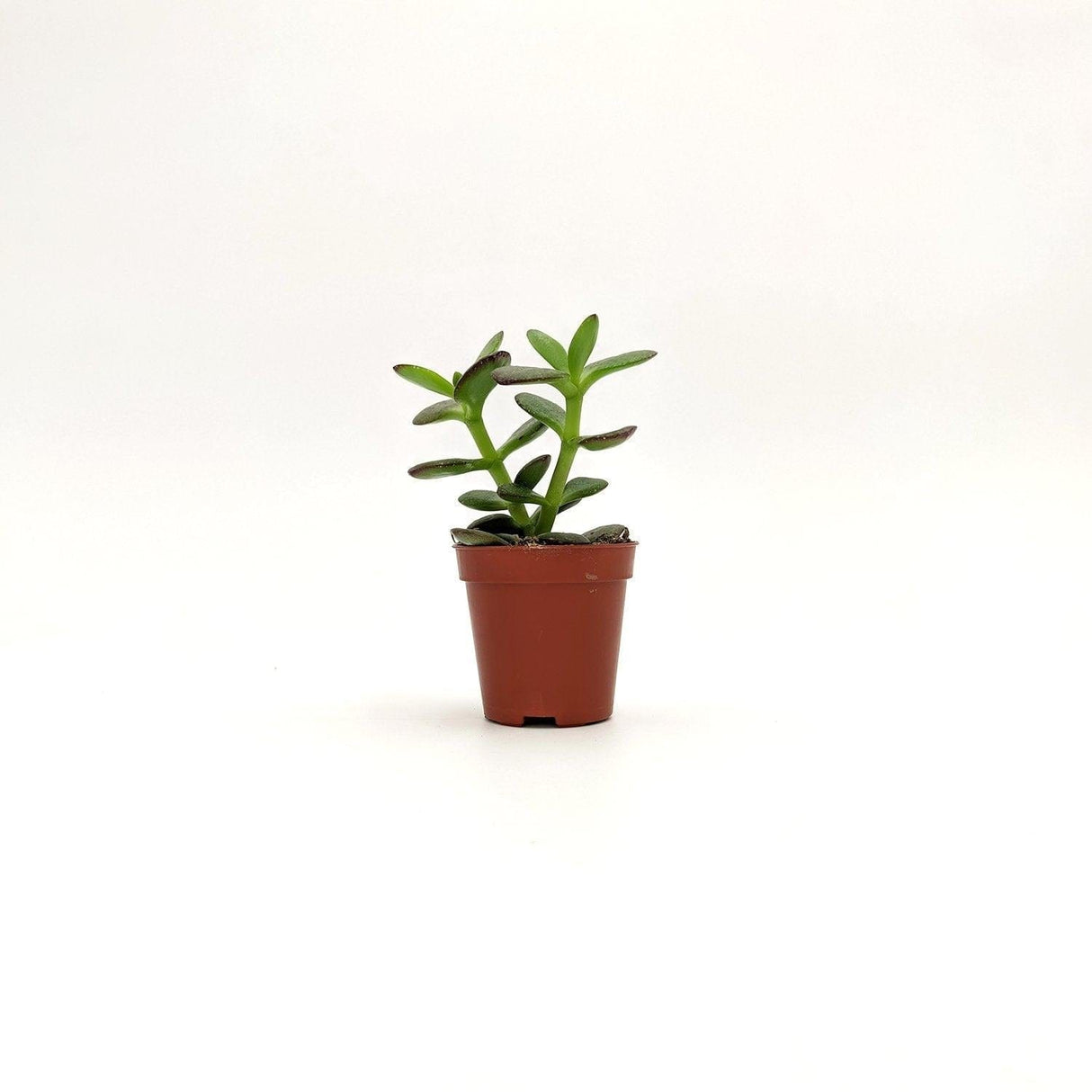 Crassula Ovata ssp (A3) - v.  10 cm x 21 h cm MillStore (2493371)