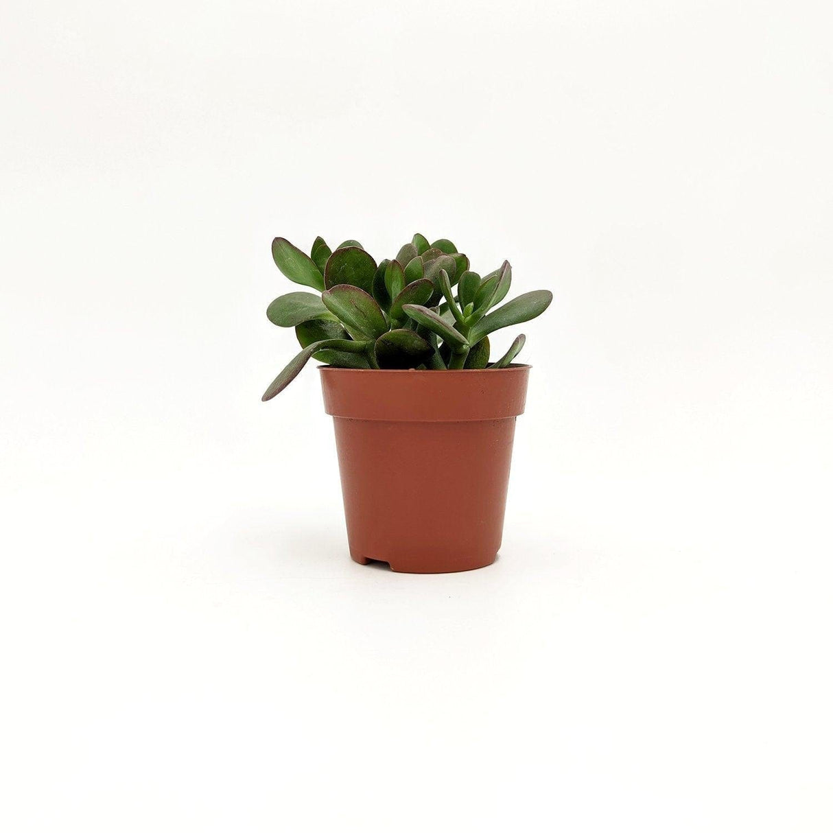 Crassula Ovata ssp (A3) - v.  8 cm x 13,5 h cm MillStore (2493372)