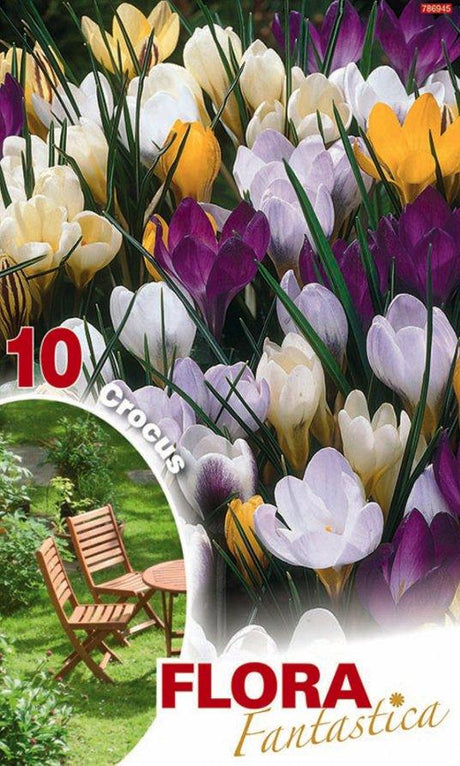 Crocus Species Mixed - Confezione da 7 bulbi Fioral (2493382)