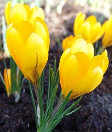 Crocus Vernus Giallo - Confezione da 7 bulbi Fioral (2493383)