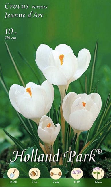 Crocus Vernus Jeanne d'Arc - 10 Bulbi Fioral (2493384)