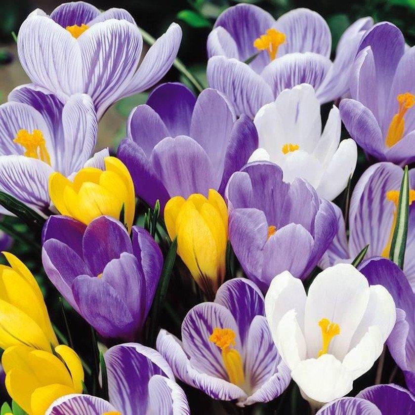 Crocus Vernus Mixed da fiore - 10 bulbi Fioral (2493385)