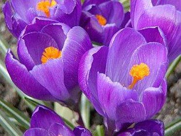 Crocus Vernus Remembrance - Confezione da 7 bulbi Fioral (2493386)