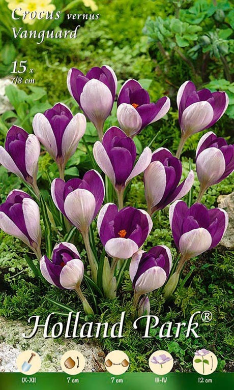 Crocus Vernus Vanguard - 10 Bulbi MillStore (2493387)