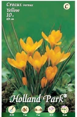 Crocus Vernus Yellow - 10 Bulbi MillStore (2493388)