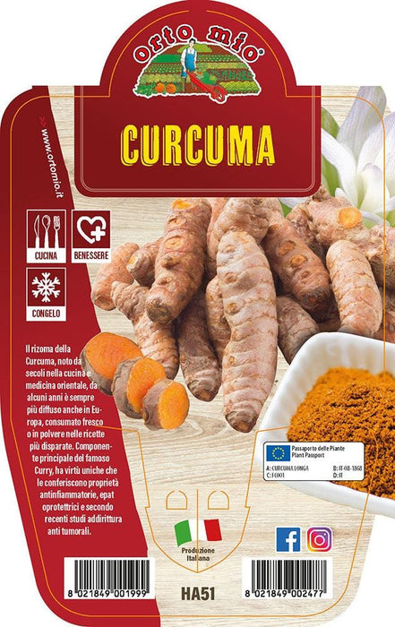 Curcuma - 1 pianta v.14cm - Orto Mio Orto Mio