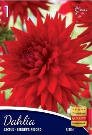 Dalia Cactus Bergers Record - 1 Bulbo Fioral (2493498)