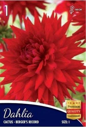 Dalia Cactus Bergers Record - 1 Bulbo Fioral (2493498)