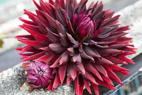 Dalia Cactus Chat Noir - 1 Bulbo Fioral (2493499)