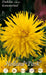 Dalia Cactus Kennemerland - 1 bulbo da fiore Fioral