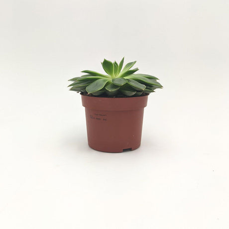 Echeveria agavoides Lem -  10 cm x L 13,5 x 13,5 h cm MillStore (2493629)