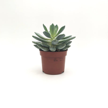 Echeveria Elegans A1 / 5 cm MillStore (2493632)