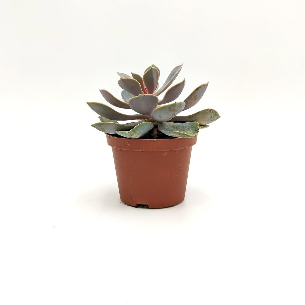 Echeveria Gibbiflora D / 5 cm MillStore (2493633)