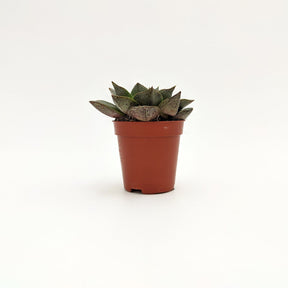 Echeveria Purpusorum ø int 10 cm / 14 cm MillStore (2493637)