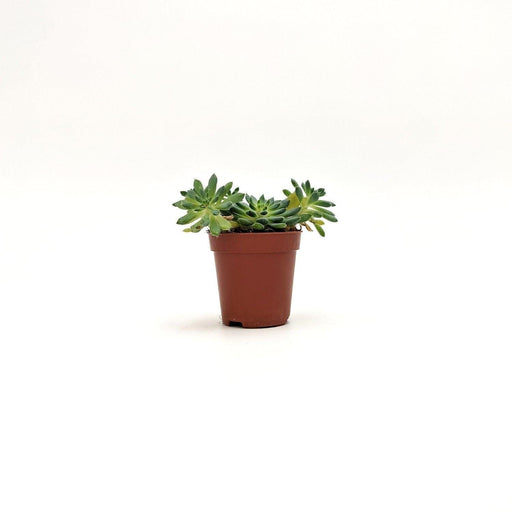 Echeveria setosa -  5 cm x 7/8 cm MillStore (2493638)