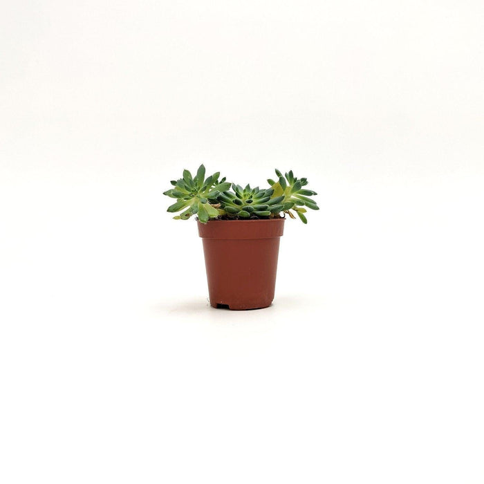 Echeveria setosa -  5 cm x 7/8 cm MillStore