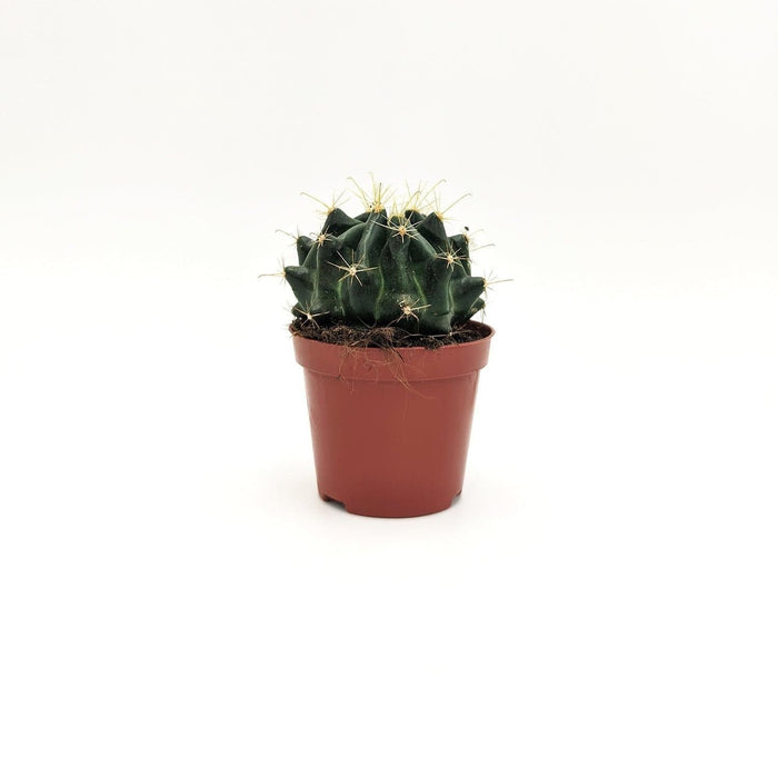 Echinocactus Grusonii A MillStore